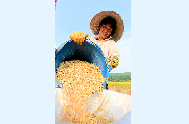 Seeking effective means for global food security governance
